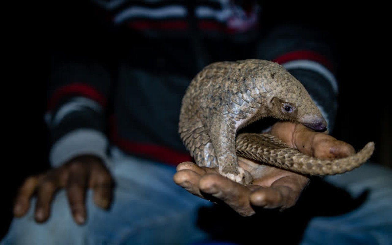 Pangolins are poached from the wild for the global wildlife trade.
