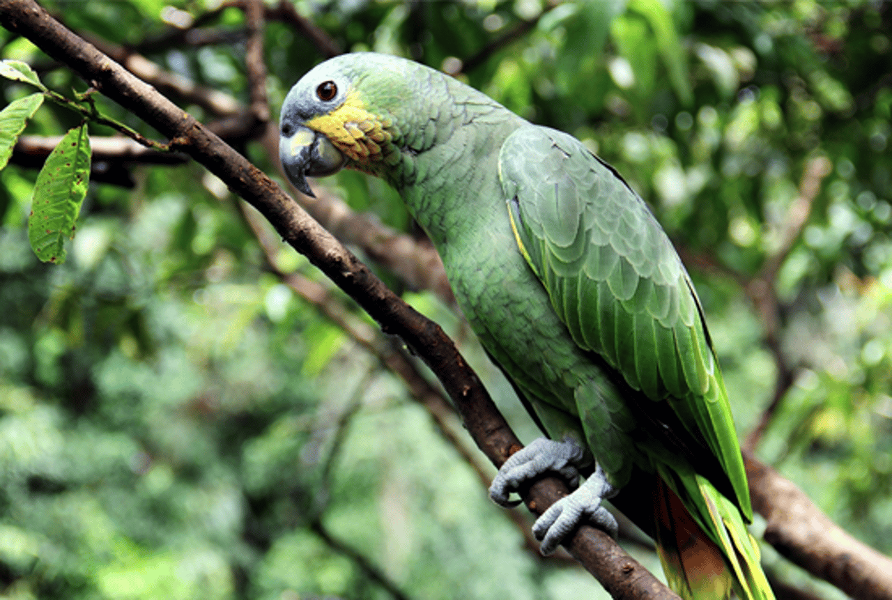 Papagaio em vida livre, na natureza