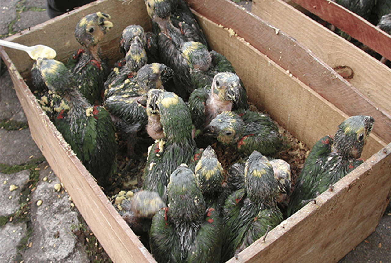 Papagaio verde em um galho, na natureza