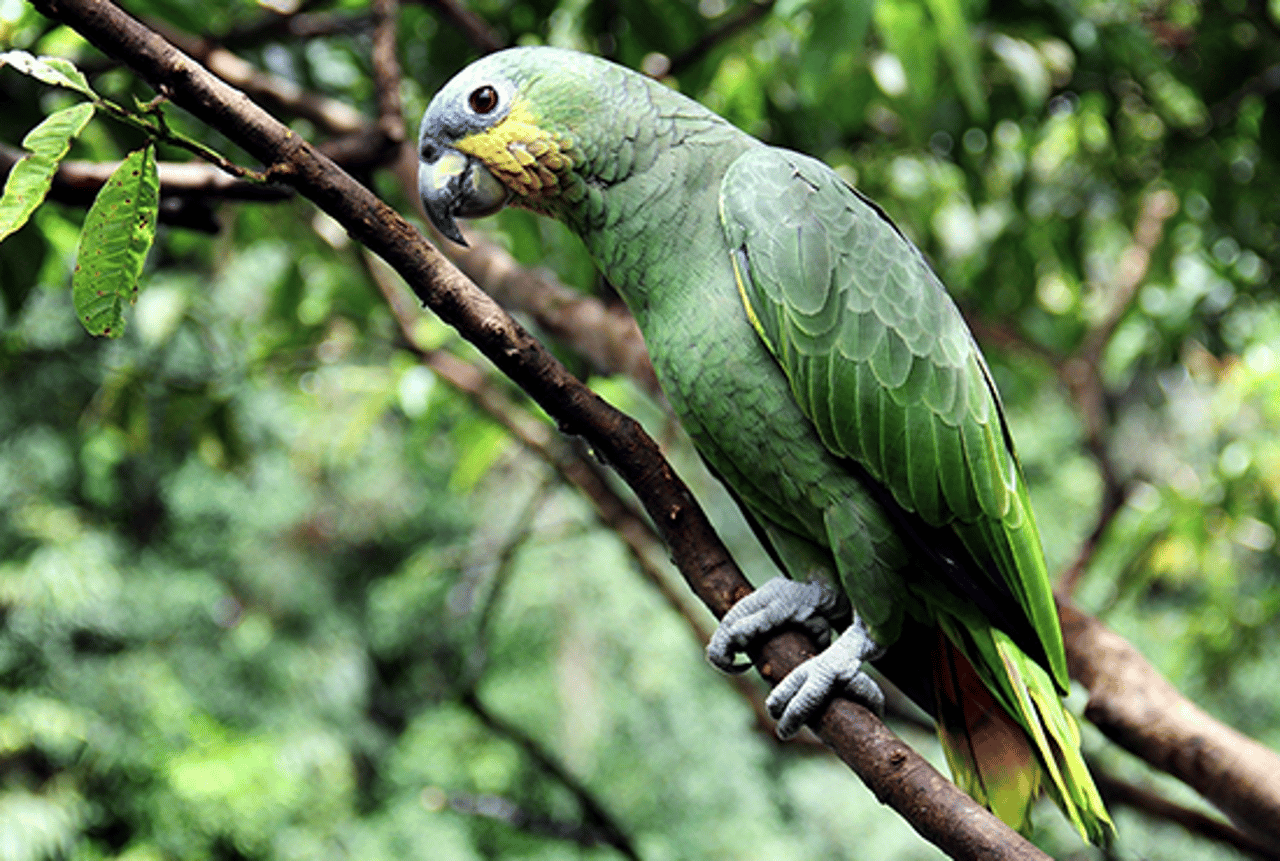 Papagaio verde em um galho, na natureza