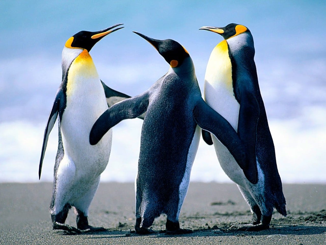 Penguins at Salisbury Plain