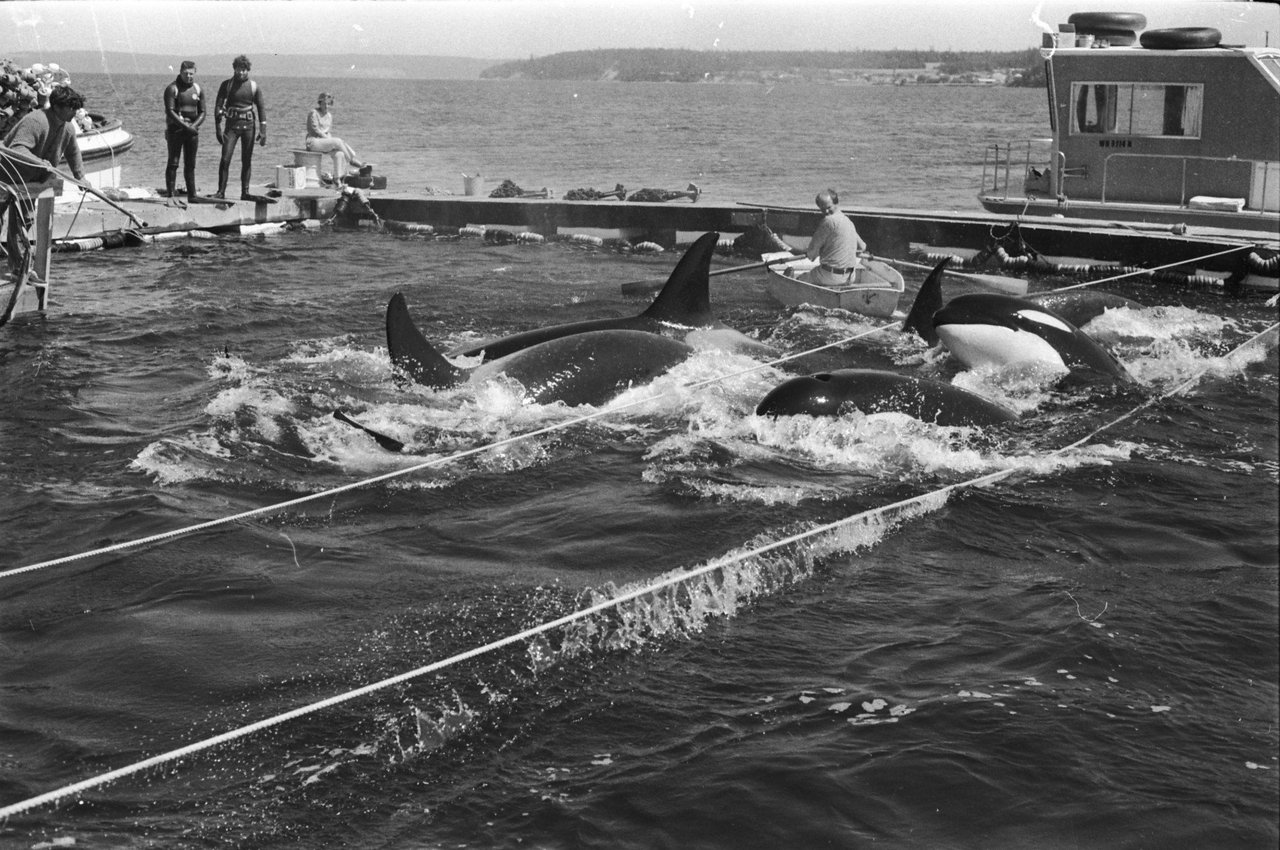 Fotografia em preto branco retrata a captura de orcas na natureza com redes