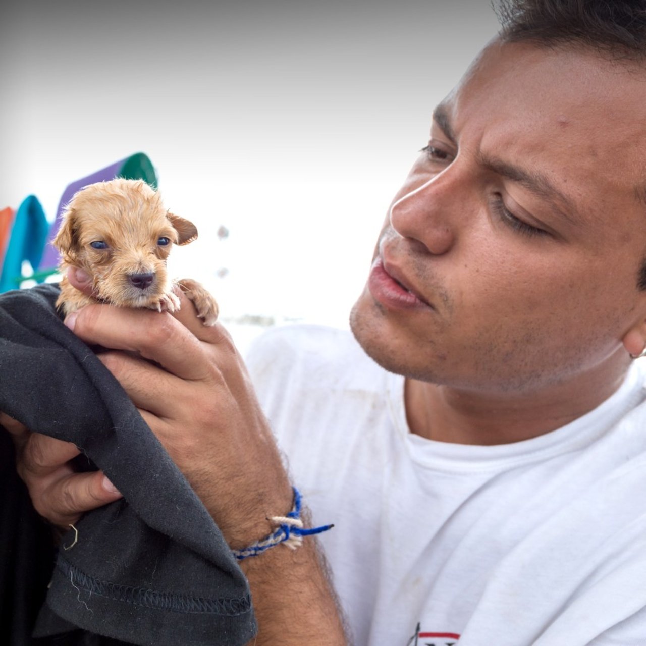perritos_maleta_ecuador