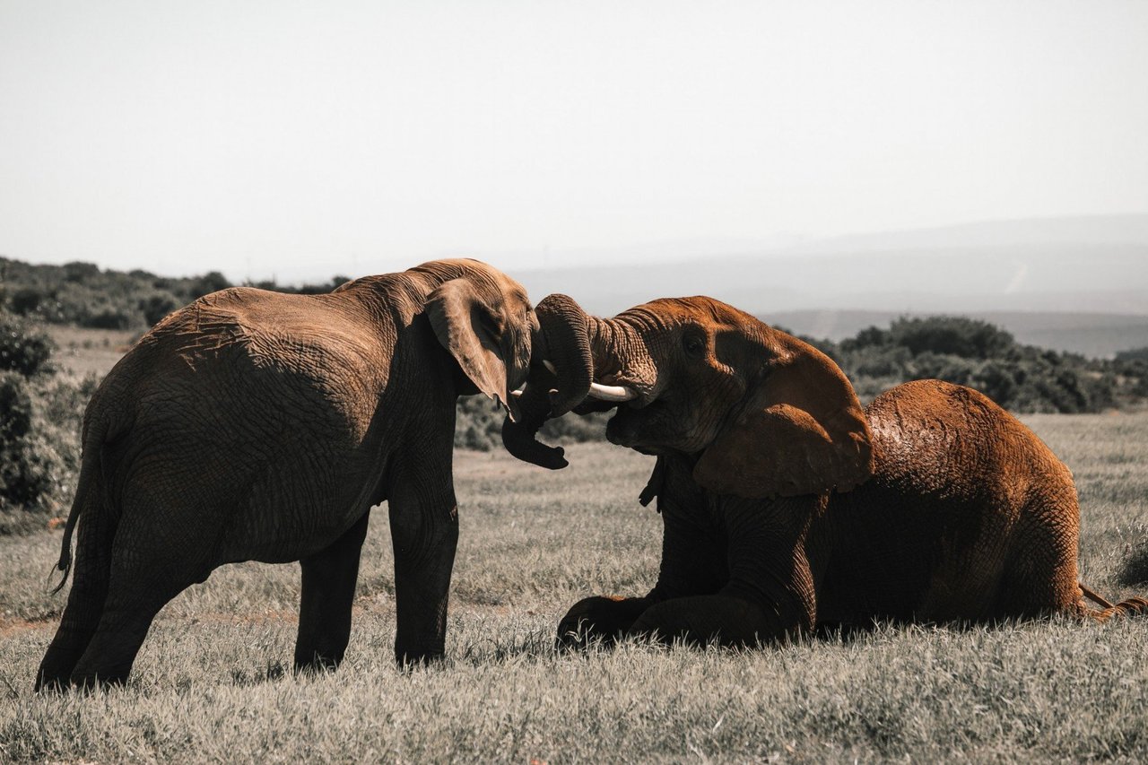 Dois elefantes adultos na natureza, um deitado e outro em pé, com as trombas entrelaçadas