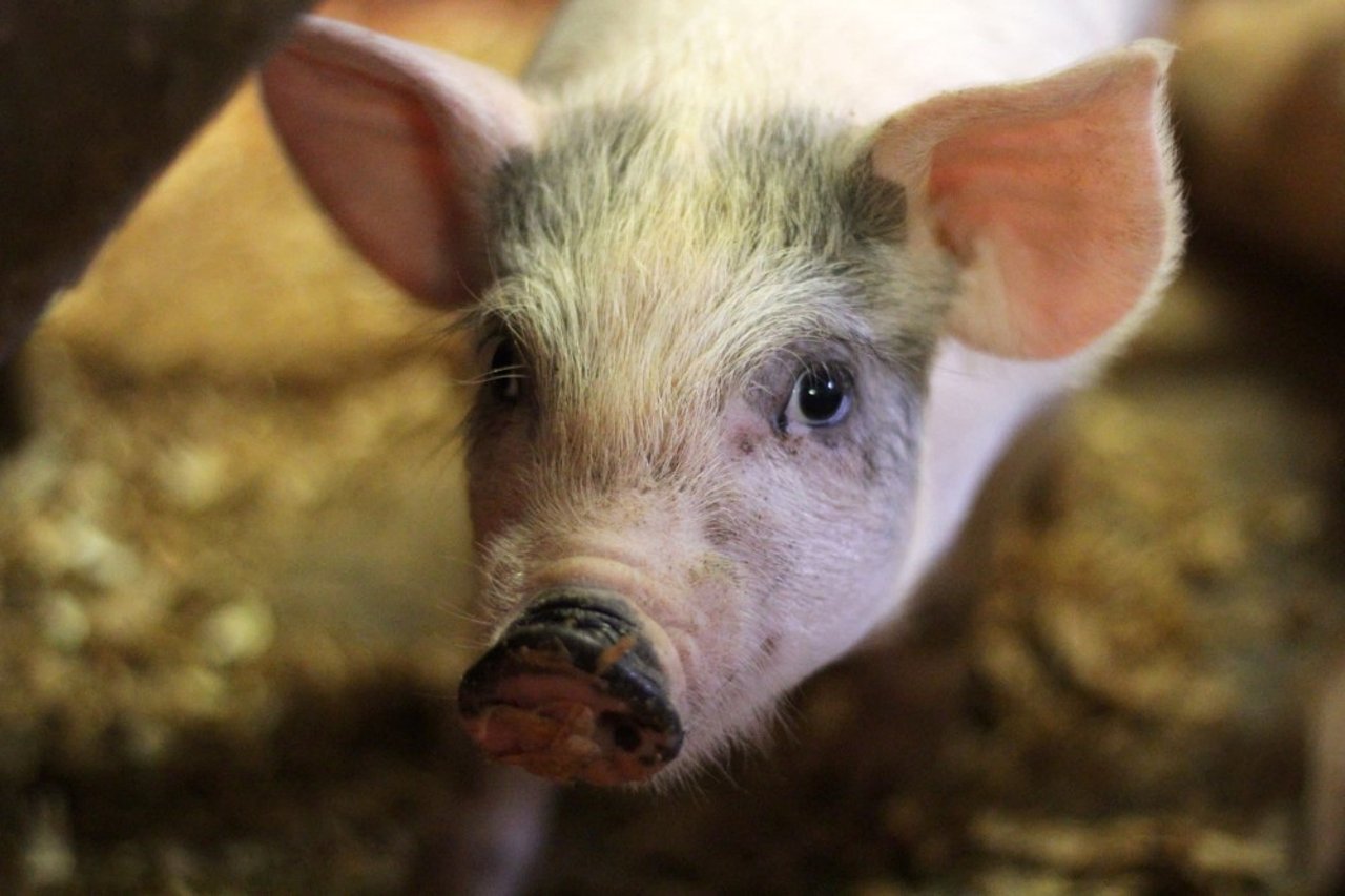 pig_on_a_farm