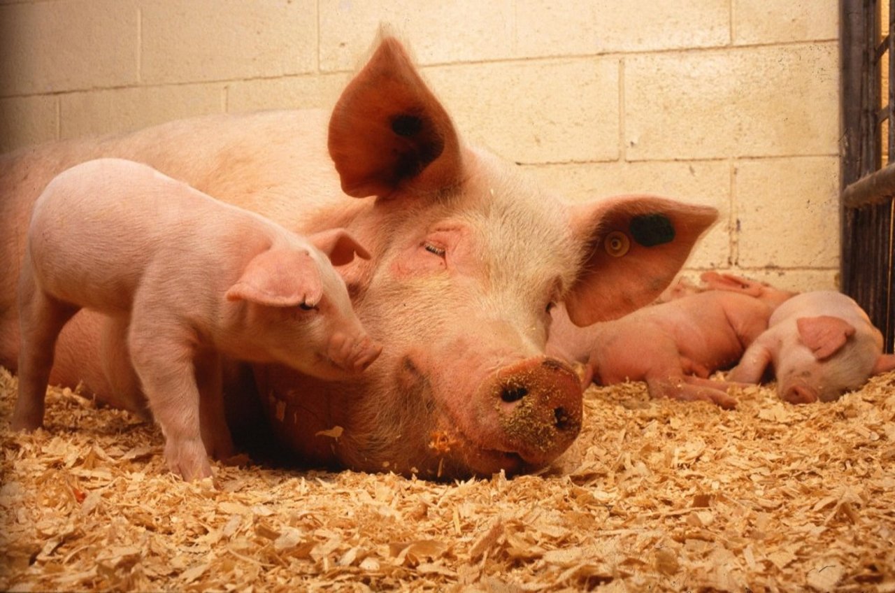 Porca-mãe e seus leitões - a mãe está deitada, um filhote está cheirando seu rosto e outros 2 estão ao fundo dormindo