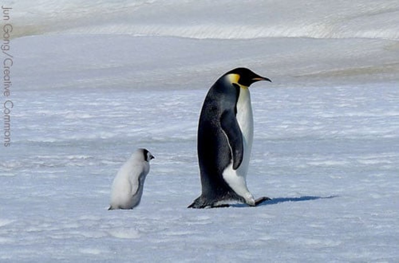 Pinguim imperador adulto andando na frente de um filhote 