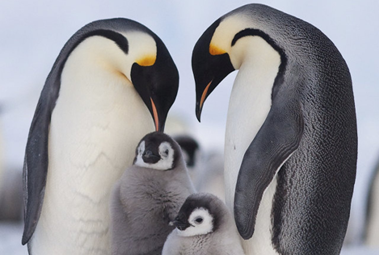 Penguins at Salisbury Plain