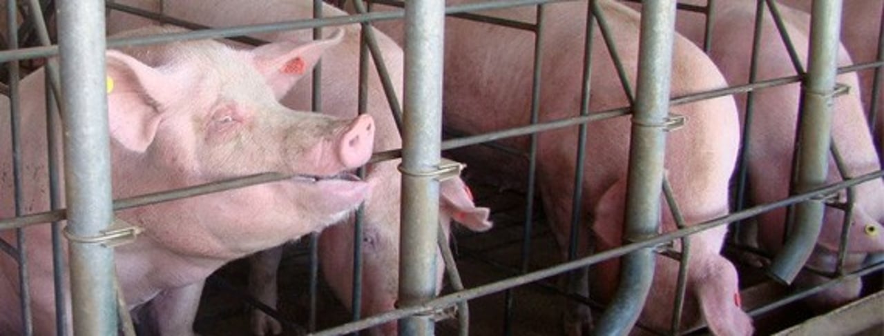 porca_gaiola_mordida_news