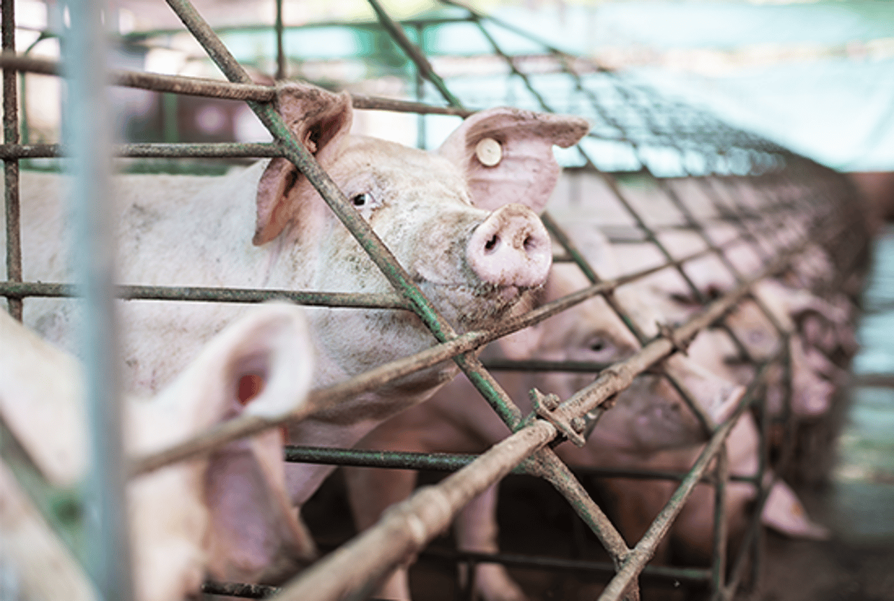 Porcas mães em gaiolas, em uma indústria com baixos níveis de bem-estar