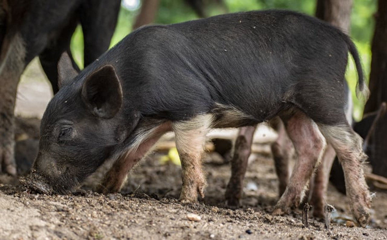 Filhote de porco explorando o ambiente - World Animal Protection