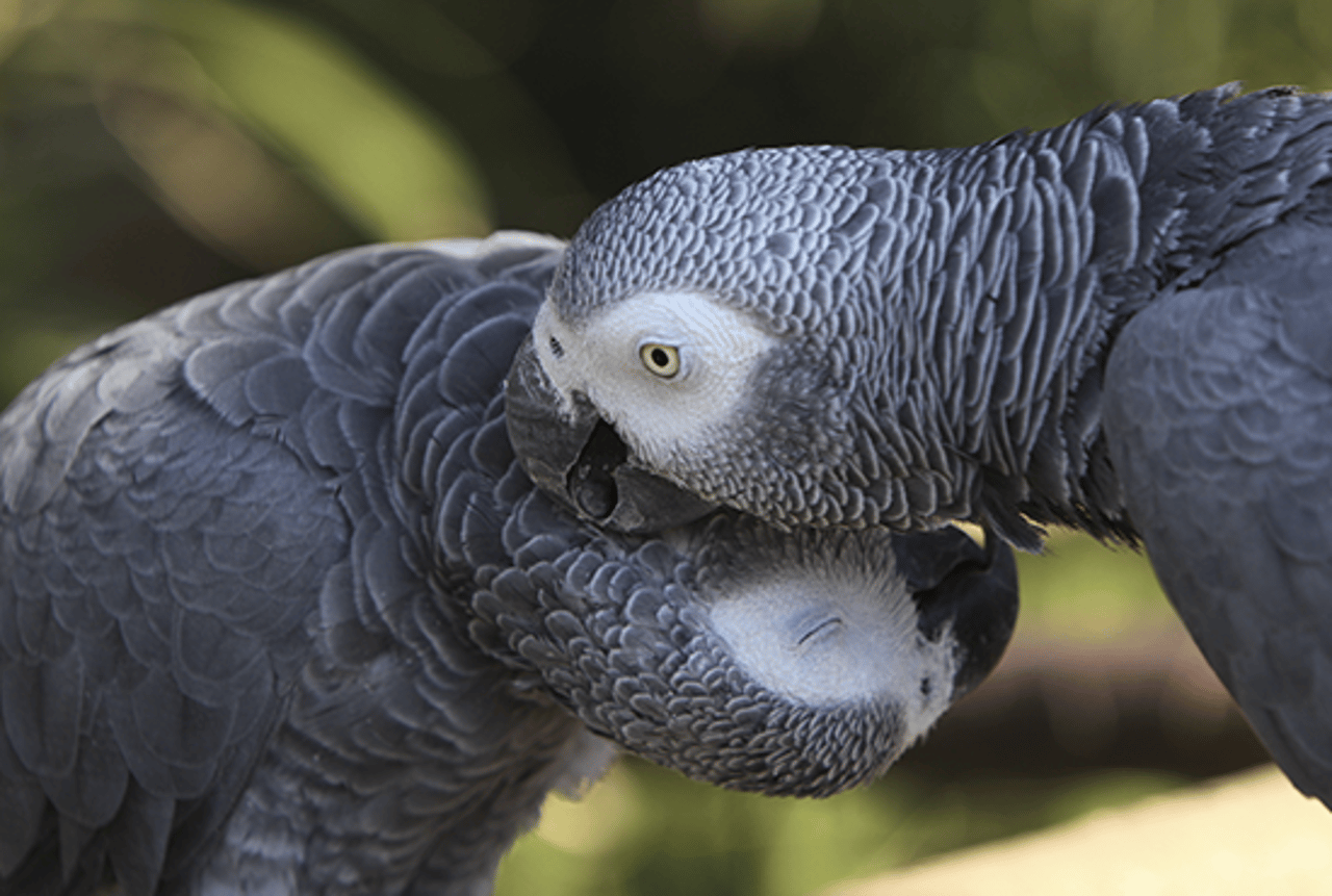 Dois papagaios-cinzentos africanos na natureza