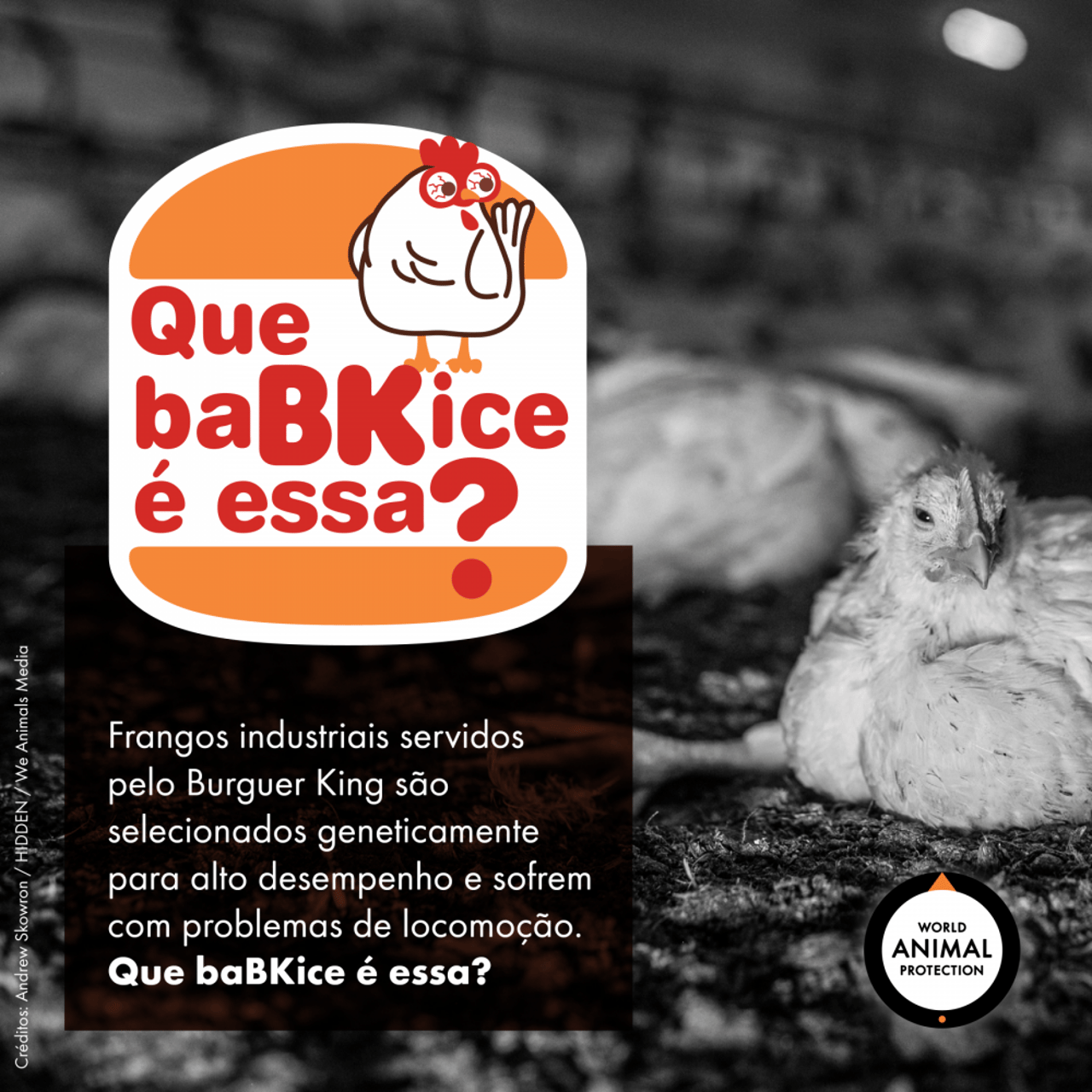 Foto em preto e branco, ao fundo, de um frango que teve um crescimento acelerado. Em cima da imagem: identidade visual da campanha &quot;Que babaquice é essa?&quot;.