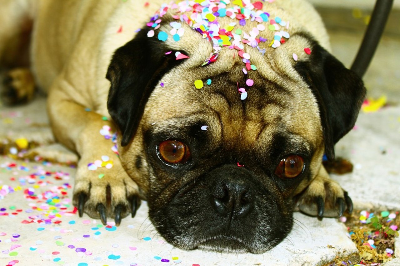 pug_confetti