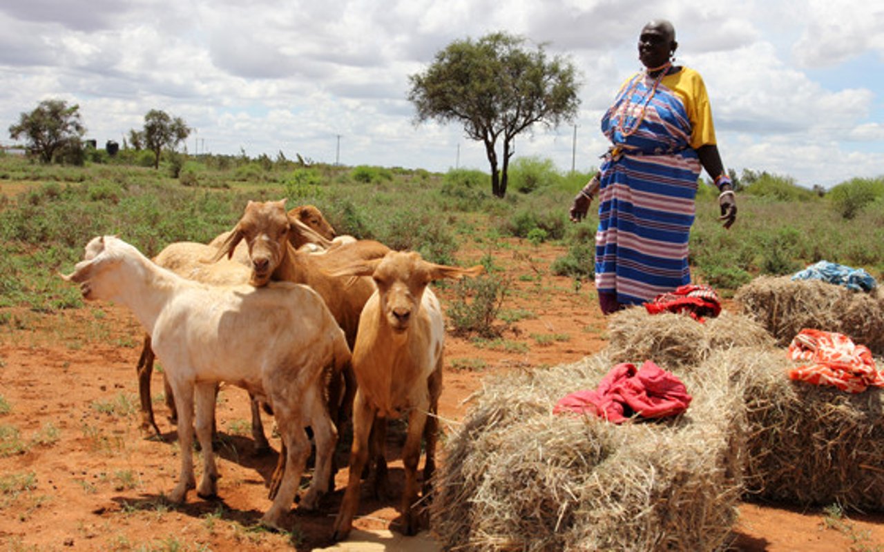 quenia_maria_goats_hay