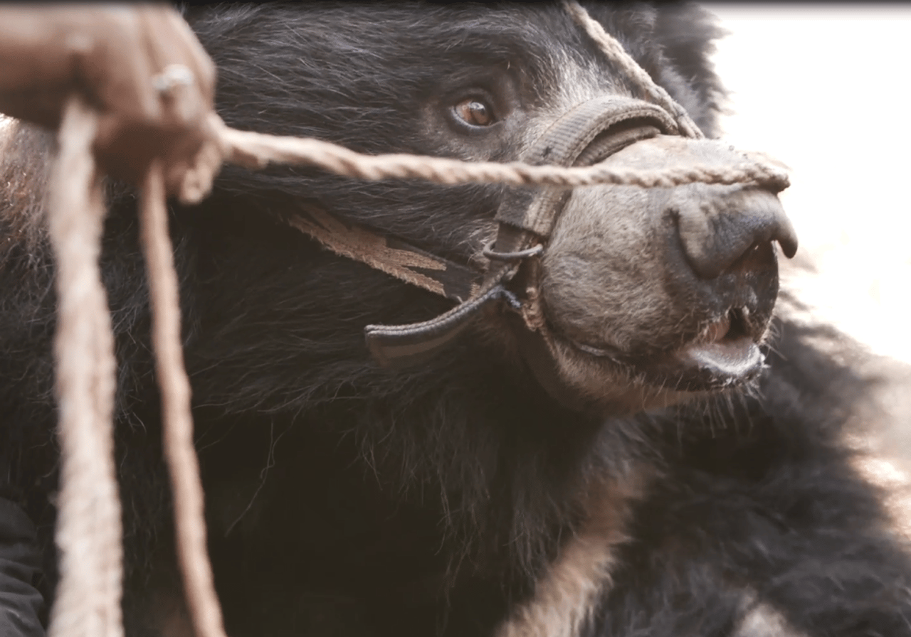 rangila_the_bear_with_his_previous_owner_in_nepal