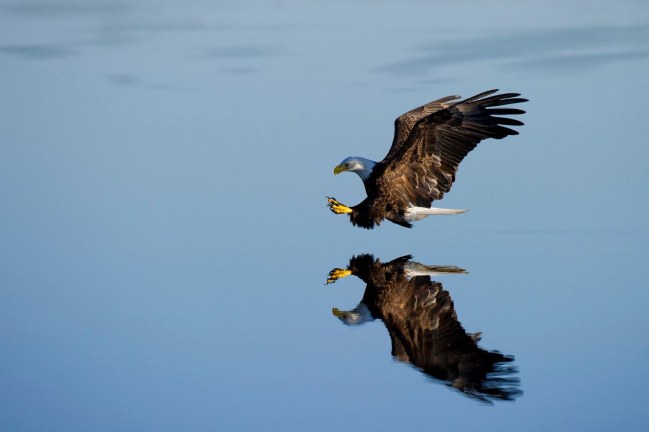Eagle soaring above water about to catch prey