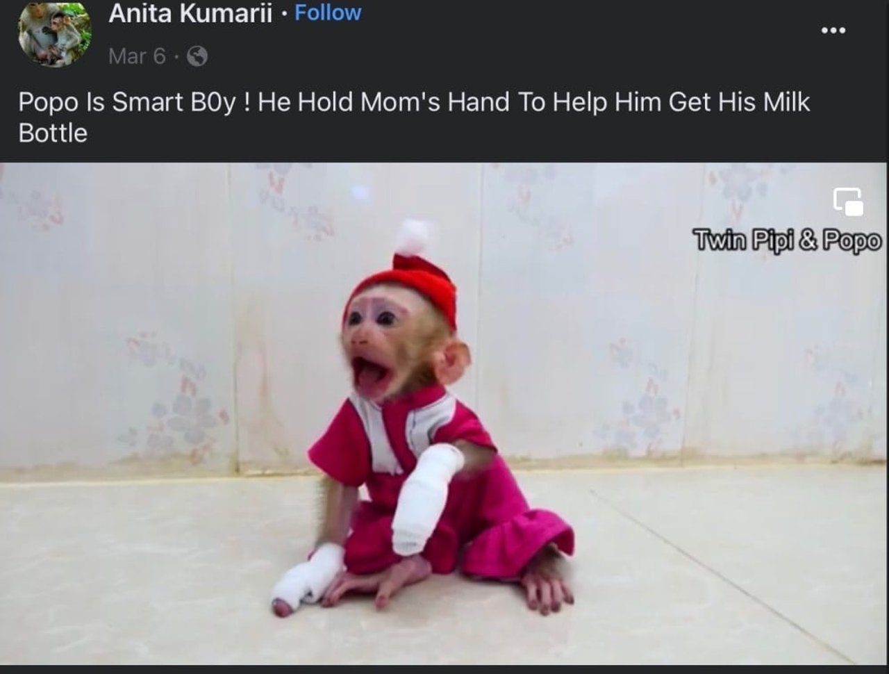 Print da tela mostra postagem em rede social de um macaco explorado como animal de estimação