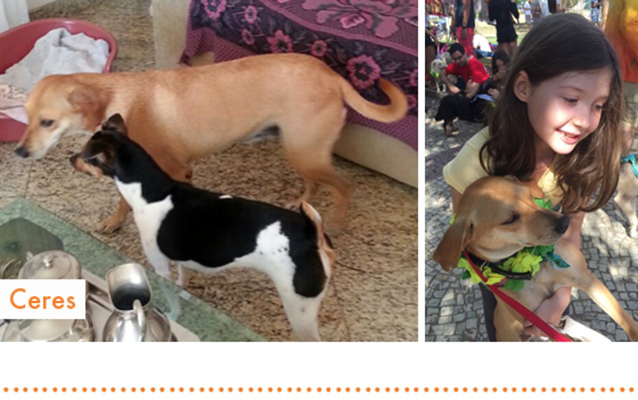 rio2016_resgatados_cachorro_ceres