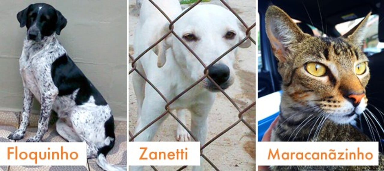 rio_2016_caes_e_gatos_adotados_01_0