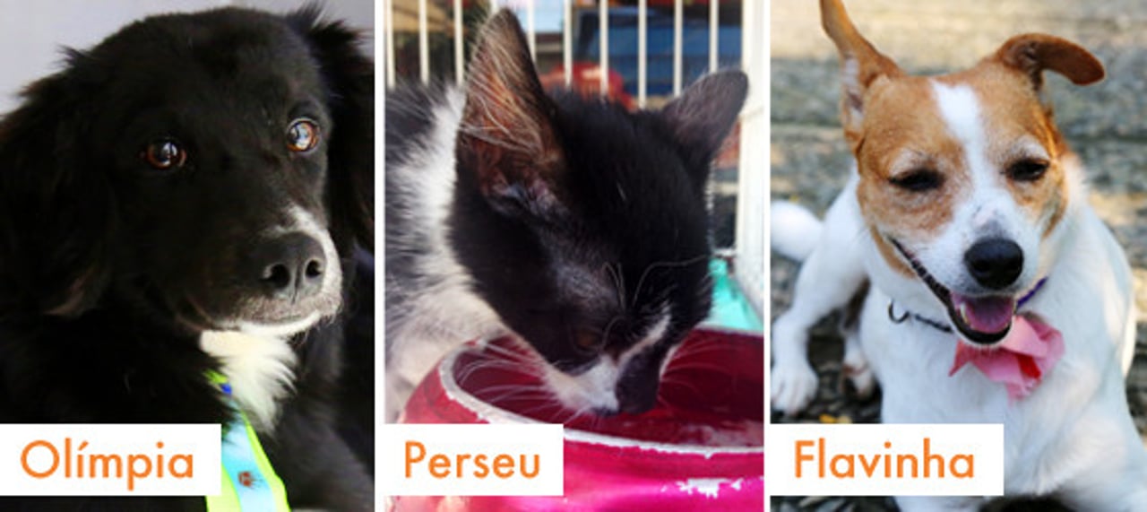 rio_2016_caes_e_gatos_adotados_02