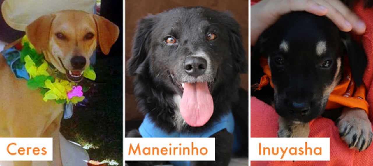 rio_2016_caes_e_gatos_adotados_05