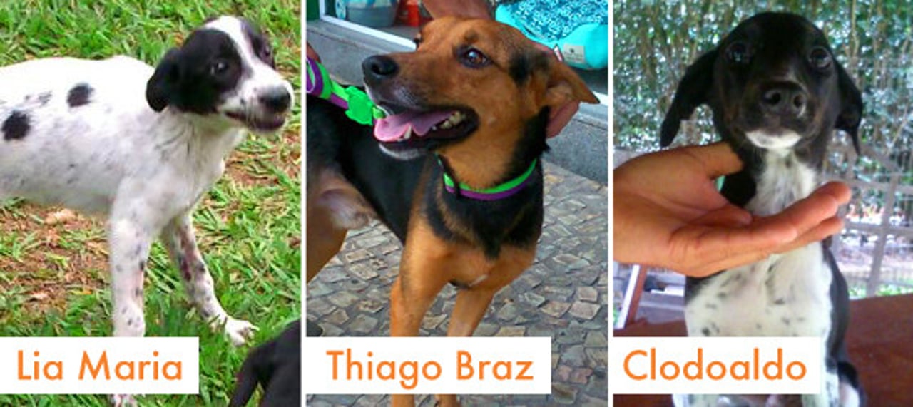rio_2016_caes_e_gatos_adotados_08