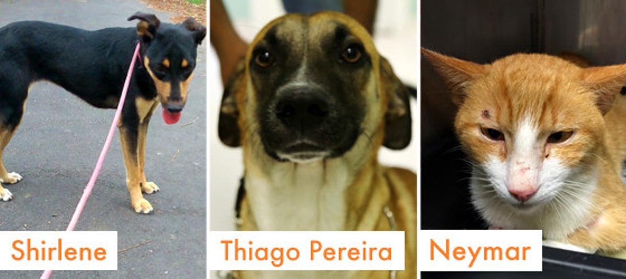 rio_2016_caes_e_gatos_adotados_10