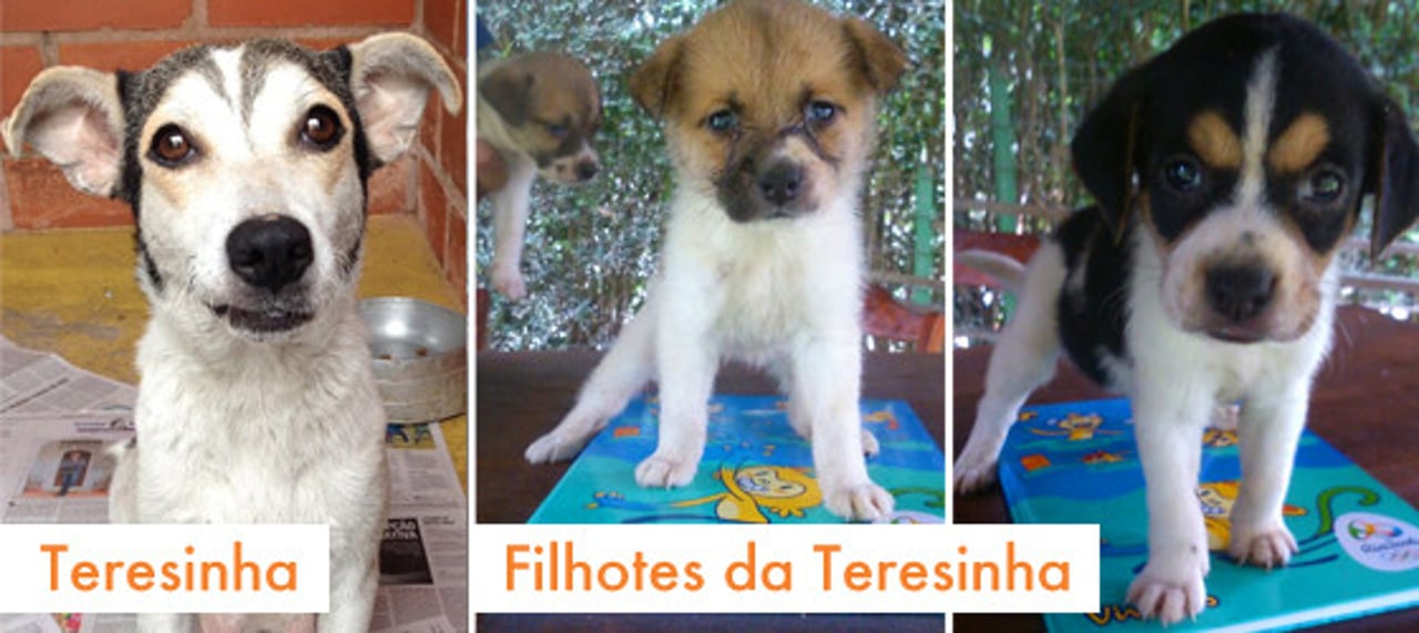 rio_2016_caes_e_gatos_adotados_13