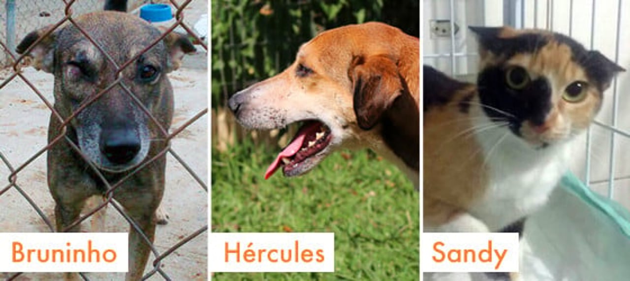 rio_2016_caes_e_gatos_adotados_14