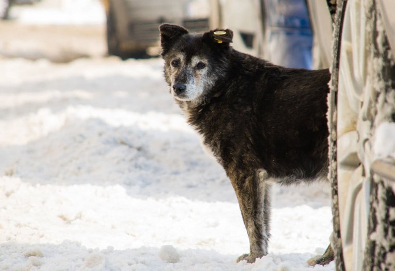 russia_dog_world_cup_02