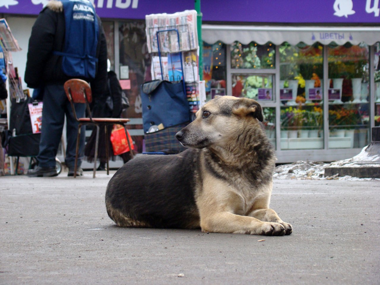 russia_dog_world_cup_04