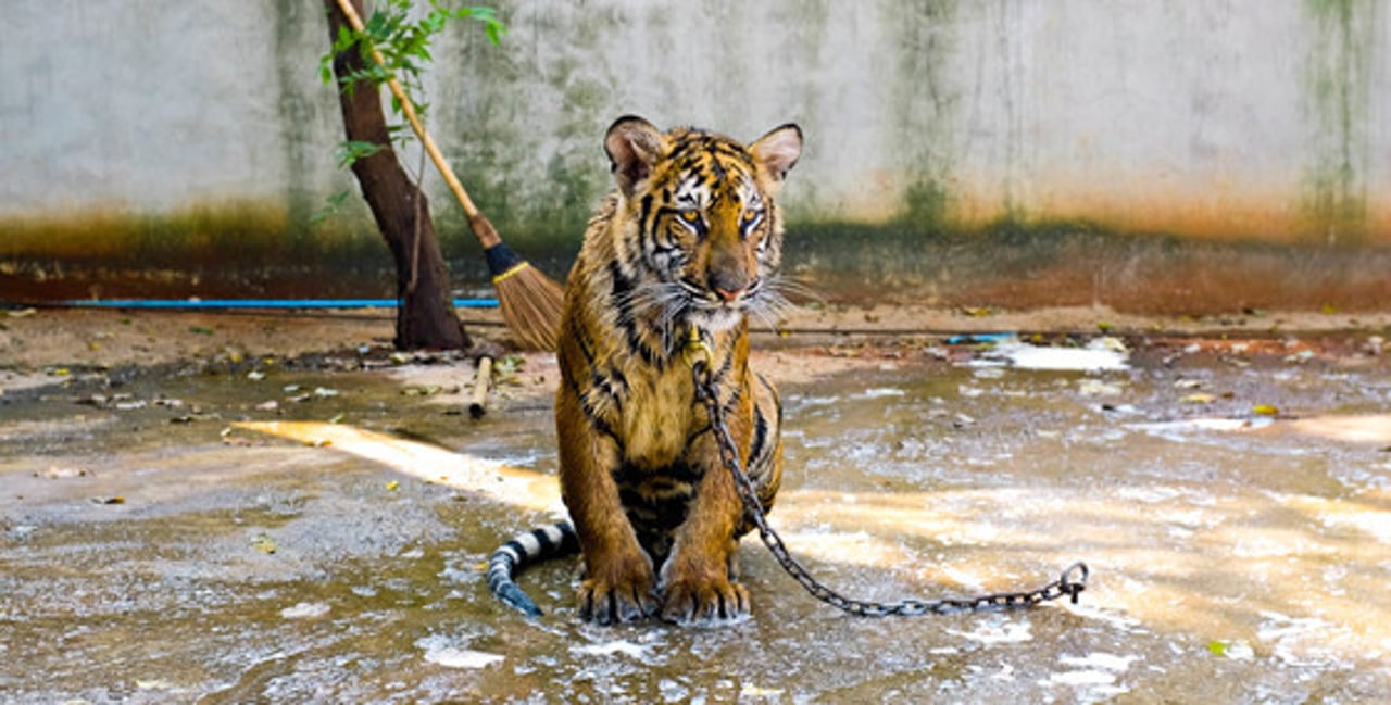 selfie_tigers