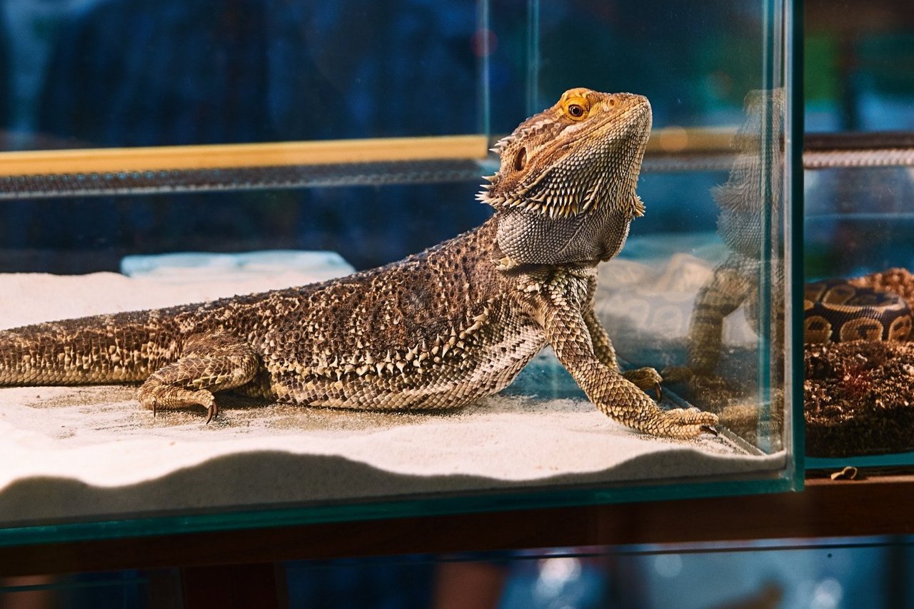 A lizard kept in a tank as a pet