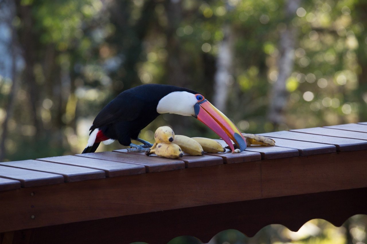 Tucano-toco atrás de grades (Foto: Joel Abroad/Flickr)