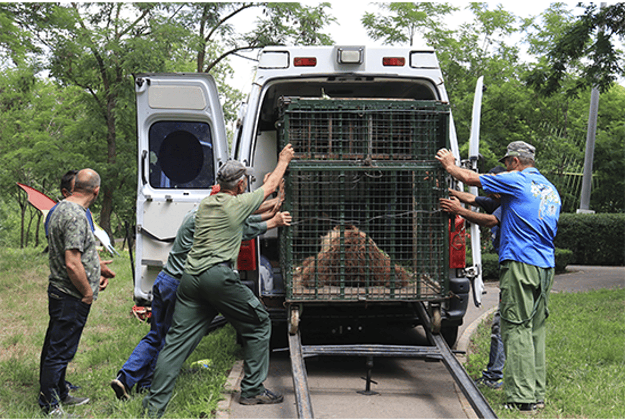 Ursa marrom, chamada Tanya, dentro de uma gaiola para transporte, sendo empurrada pela equipe da AMP para dentro do carro que a levou até o santuário