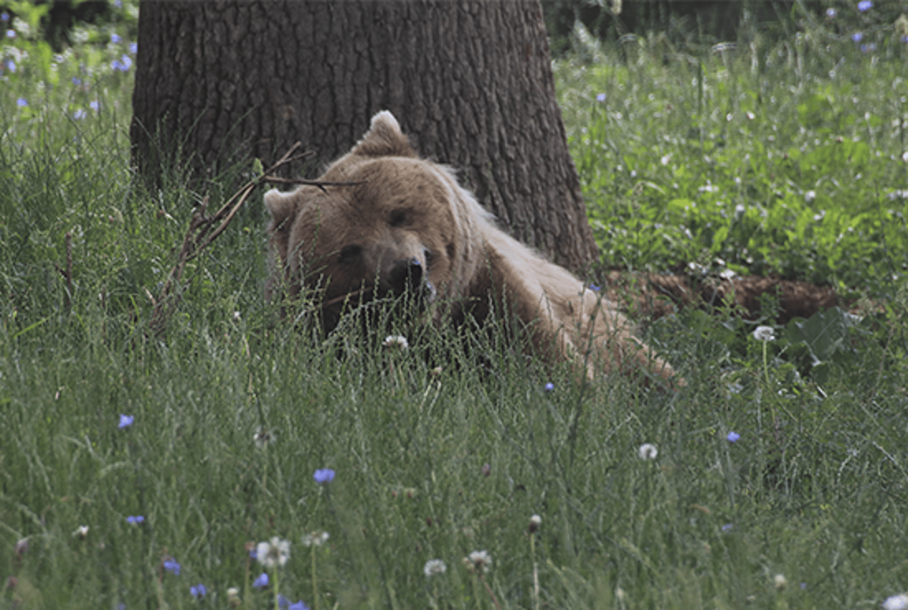 Ursa marrom, chamada Tanya, aproveitando seu tempo na grama do santuário Libearty