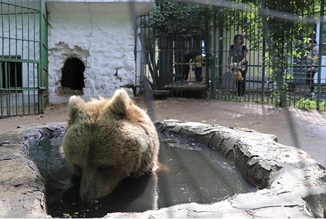 Ursa marrom, chamada Tanya, na pequena piscina dentro da sua jaula de concreto
