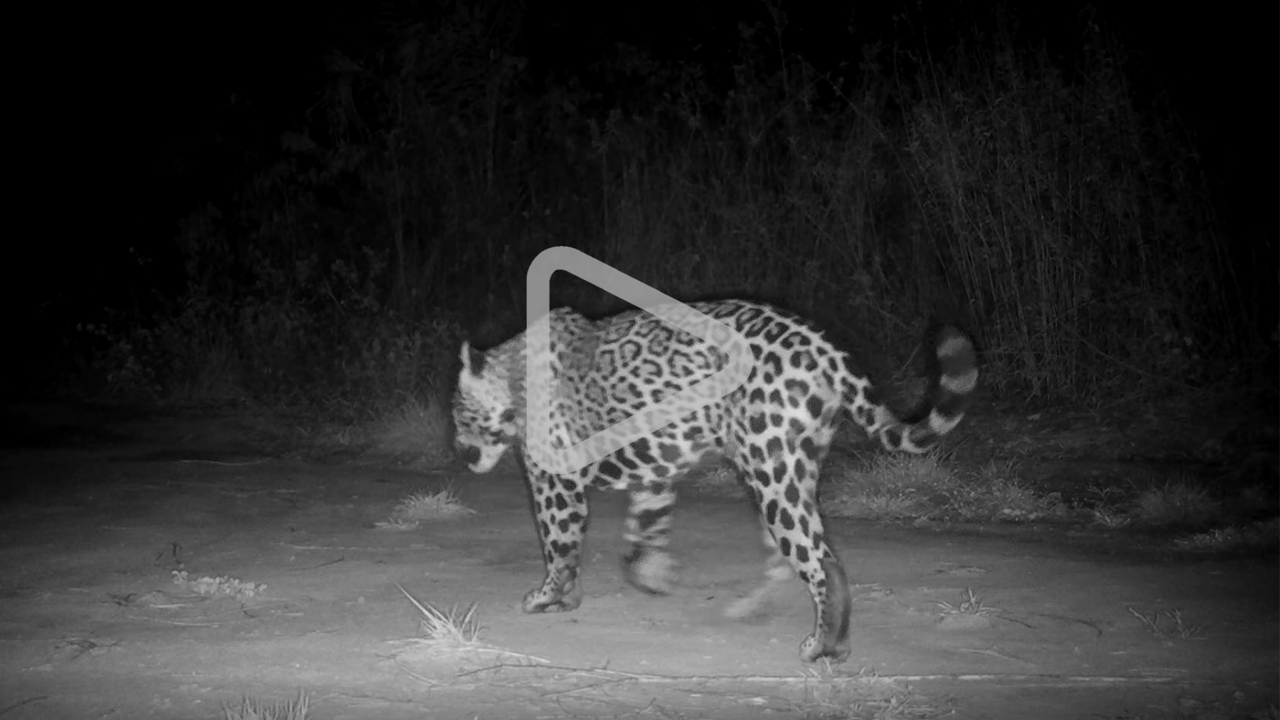 Onça-pintada registrada por uma trap camera, andando no Pantanal. Imagem em preto e branco com um símbolo de &quot;play&quot; no meio - indicando botão para ver o vídeo.