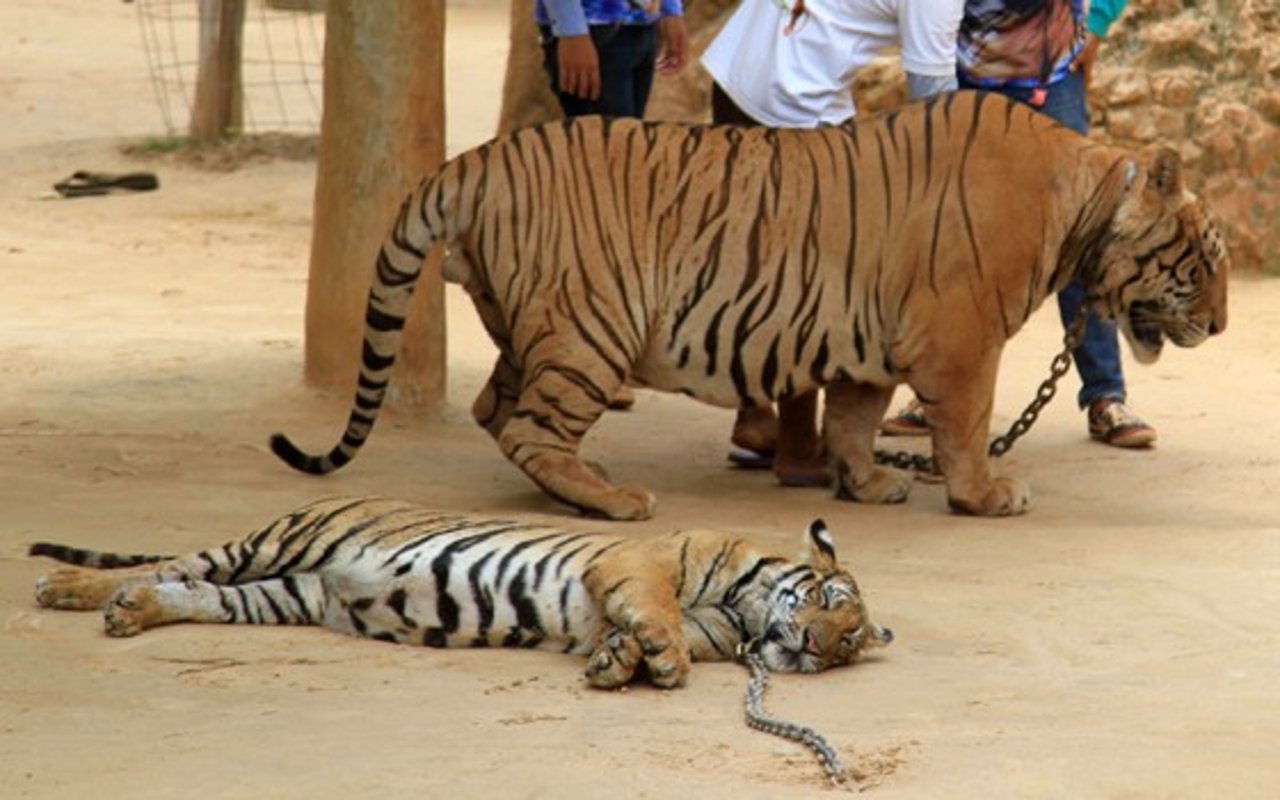 tiger_temple_chained