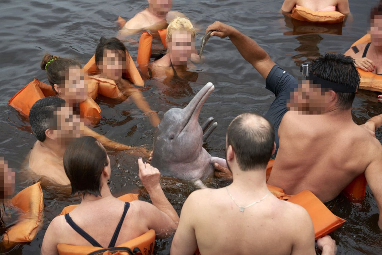 Tourists surrounding a pink boto dolphin in the Amazon - World Animal Protection - Wildlife. Not entertainers