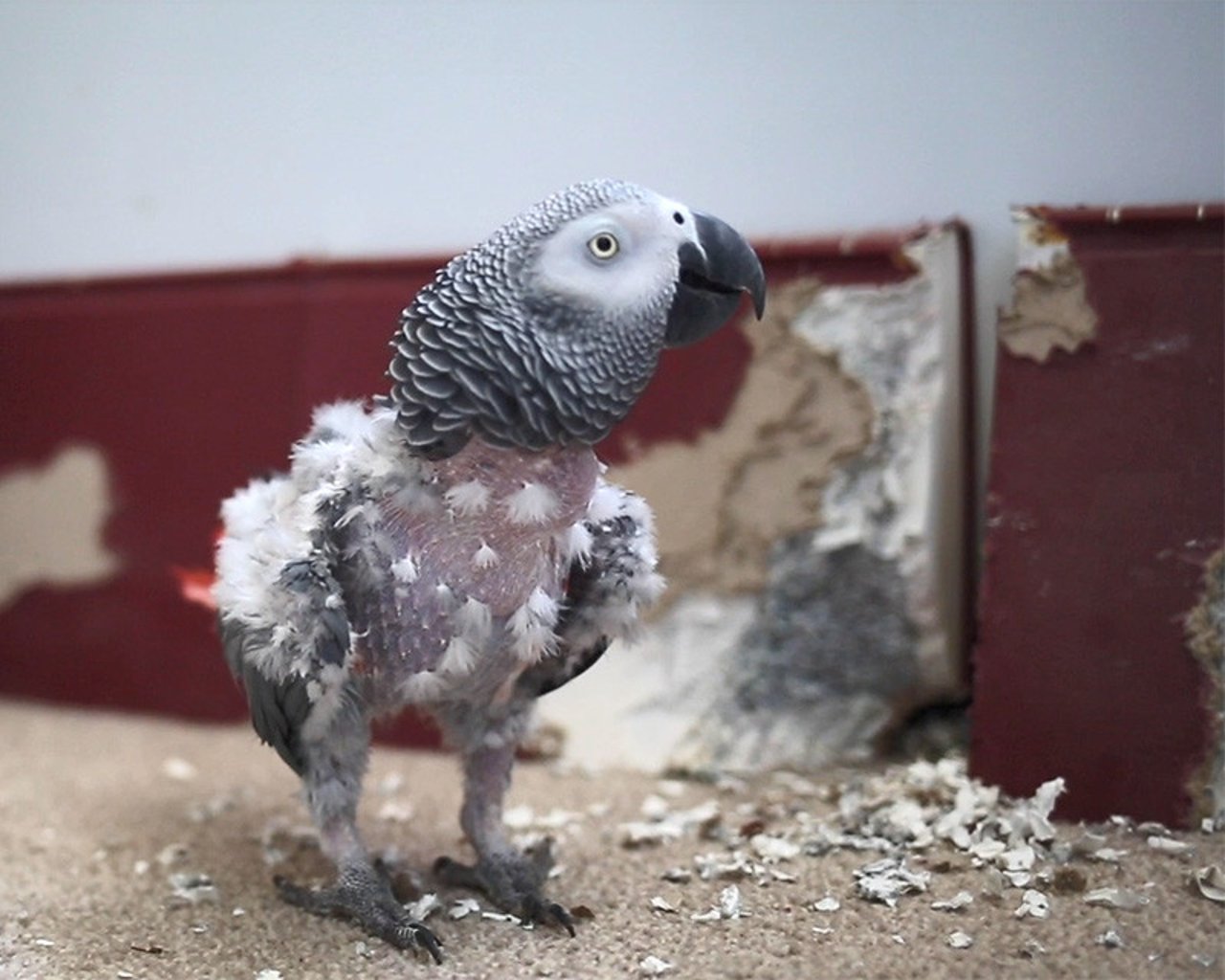 Papagaio-cinza-africano mantido como animal de estimação, todo cheio de falhas nas penas