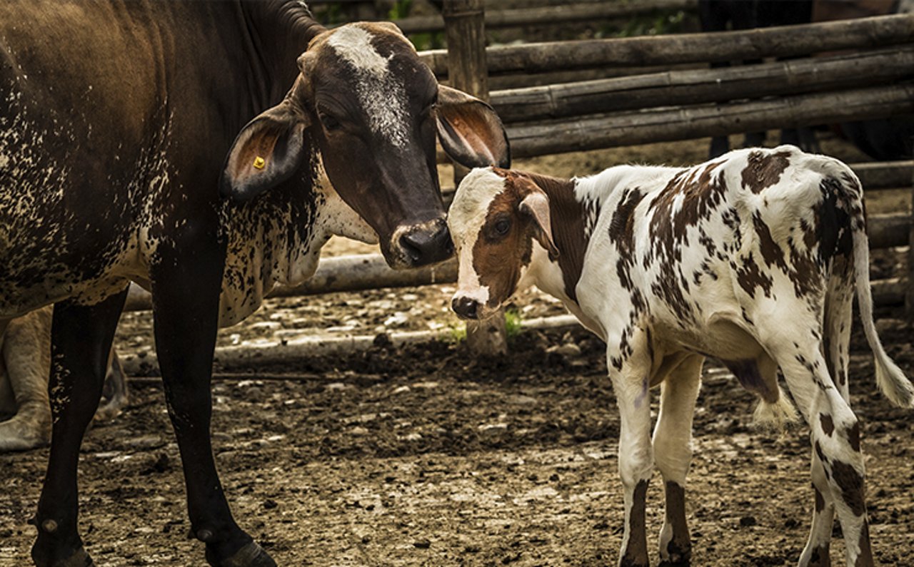 Vaca malhada (preto e branco) deitada no chão, acorrentada pelo pescoço, em um sistema de criação intensiva