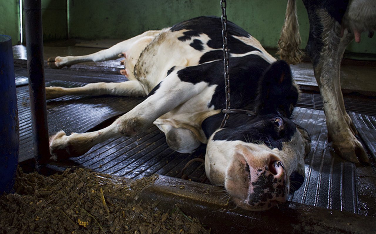 Vaca malhada (preto e branco) deitada no chão, acorrentada pelo pescoço, em um sistema de criação intensiva