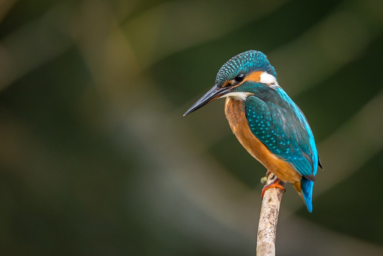 Kingfisher in the wild