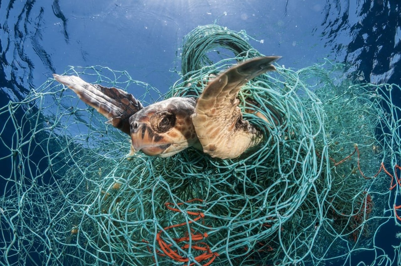 Tartaruga marinha emaranhada em rede de pesca fantasma