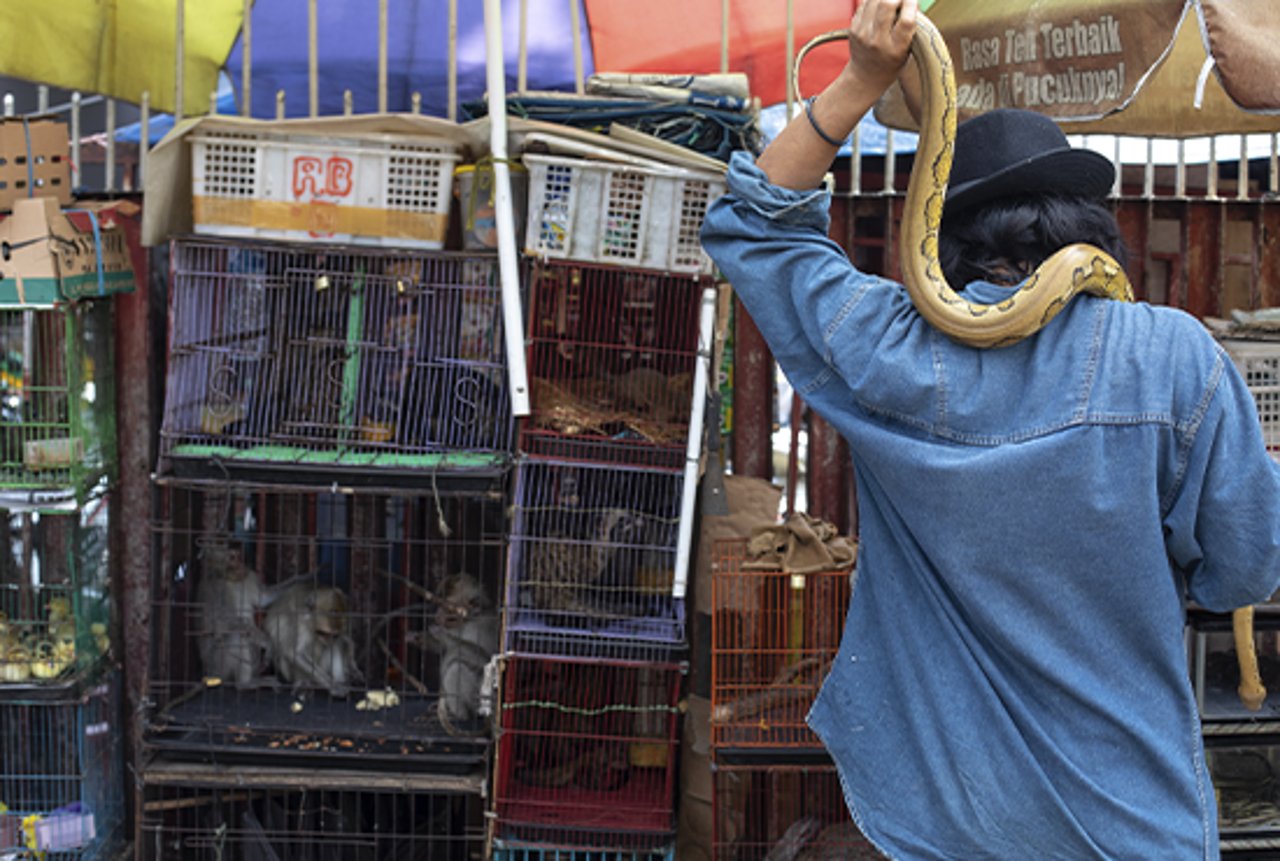 Vendedor de um &quot;wet market&quot; com uma cobra no pescoço. Ao fundo, diversas gaiolas com as mais diversas espécies à venda.