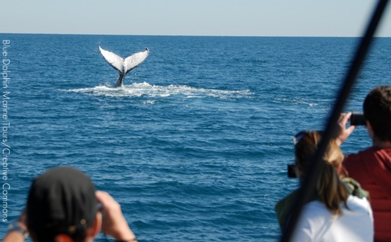 whale_marine_tours