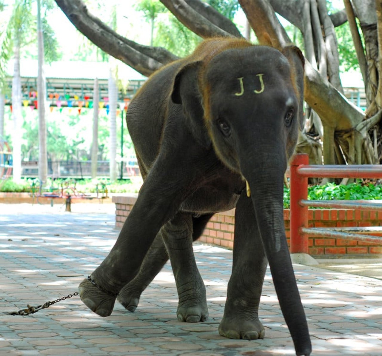 wine_tripadvisor_hub_elephant_chained
