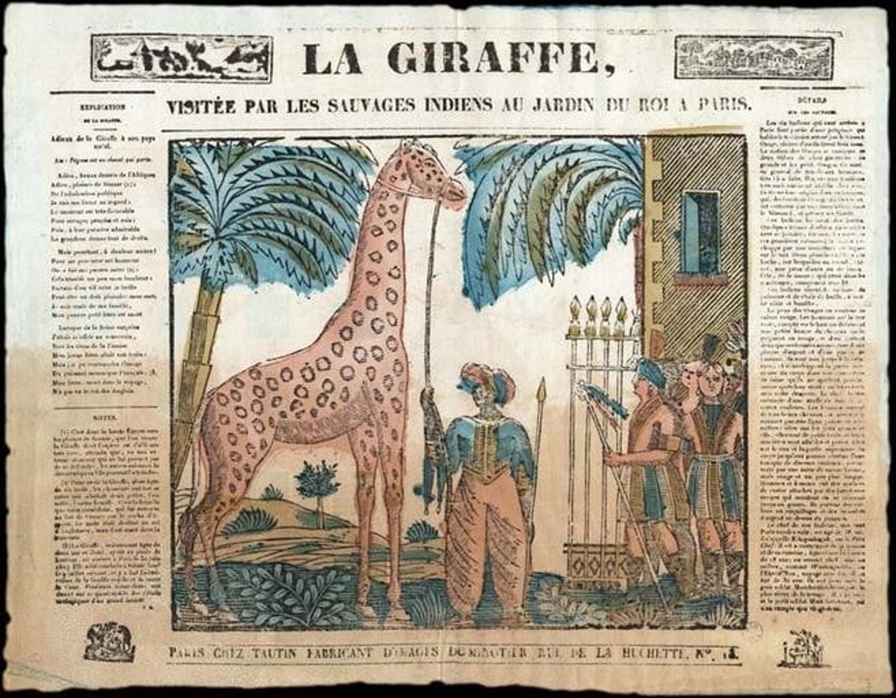 zarafa